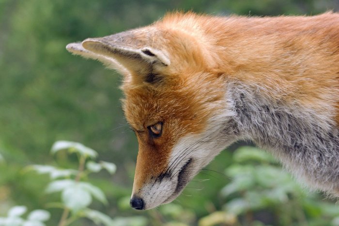 CUNNING in a Sentence Examples: 21 Ways to Use Cunning Devilishly clever or too cute