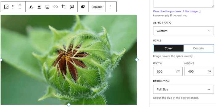 How to get image size and crop in wordpress