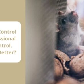Real cost diy vs expert pest control marketing