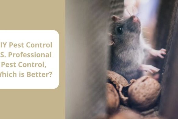 Real cost diy vs expert pest control marketing