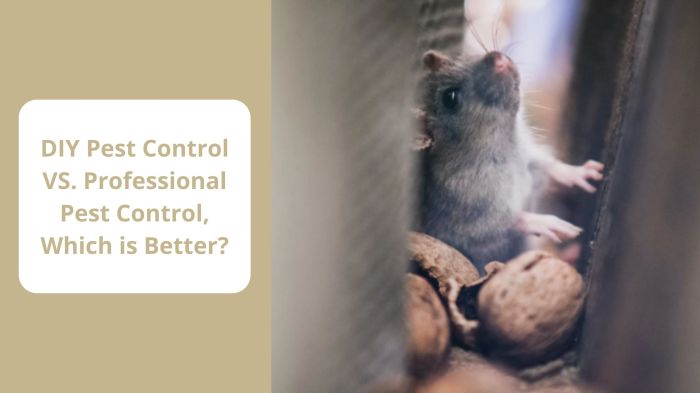 Real cost diy vs expert pest control marketing