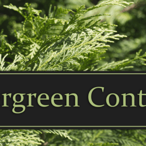Cultivating your evergreen content potential