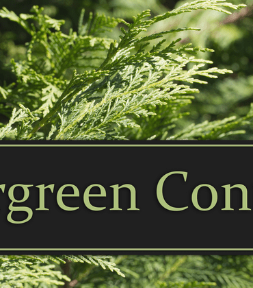 Cultivating your evergreen content potential