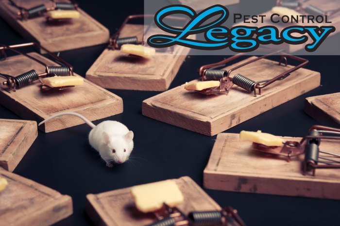 Problems with diy website builders for pest control comapnies