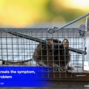 Problems with diy website builders for pest control comapnies