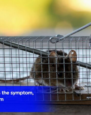 Problems with diy website builders for pest control comapnies