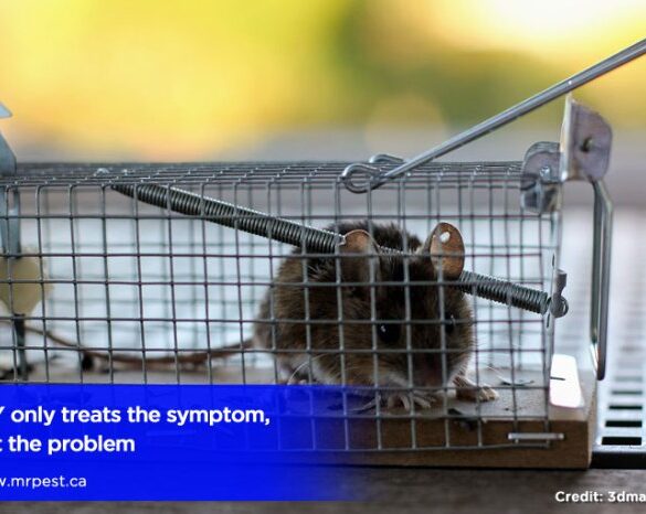 Problems with diy website builders for pest control comapnies