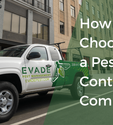 Skyrocket pest control company online success