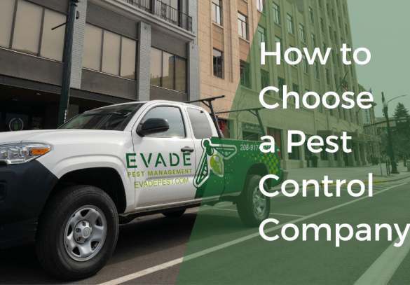 Skyrocket pest control company online success